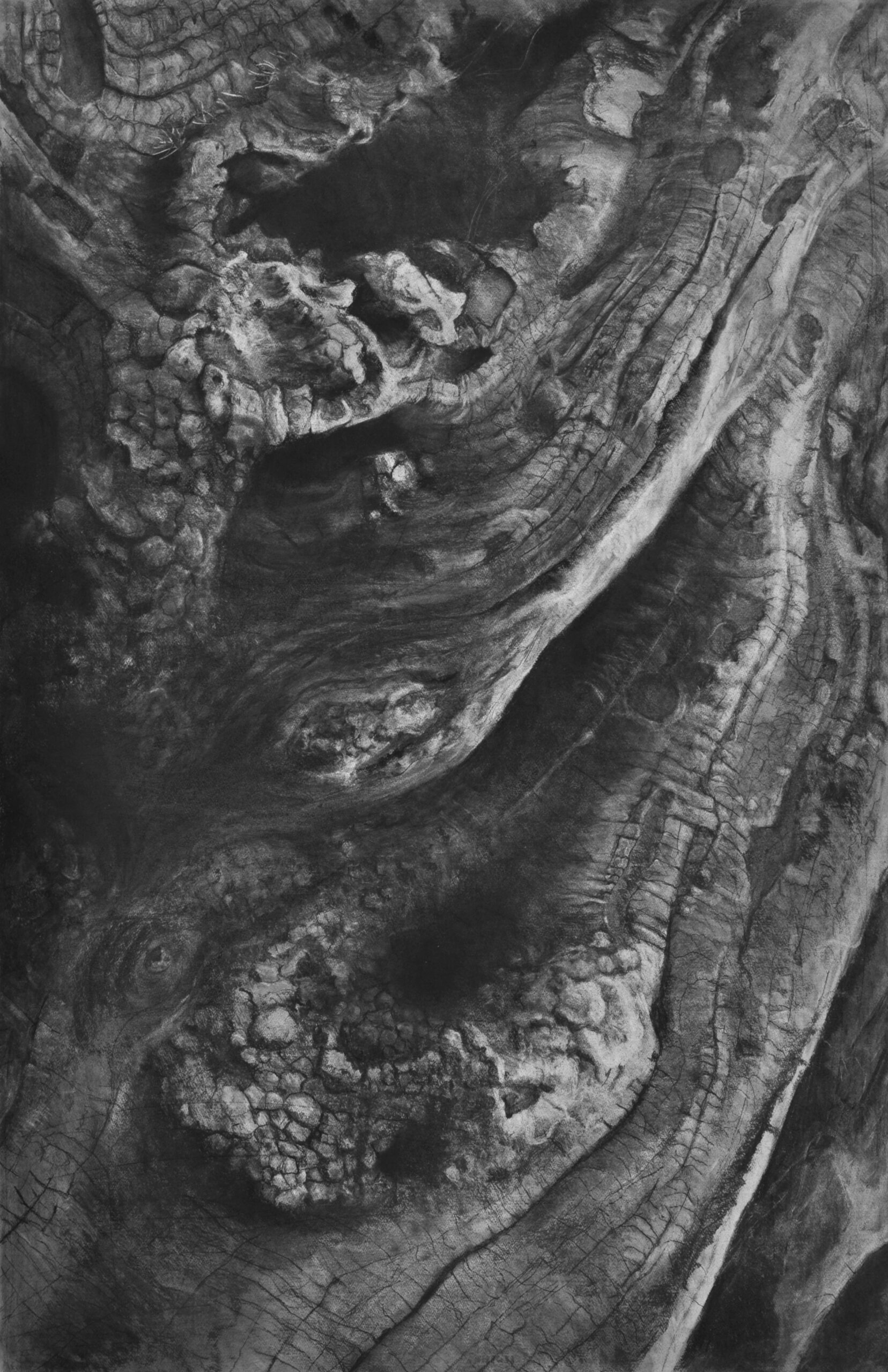 roots